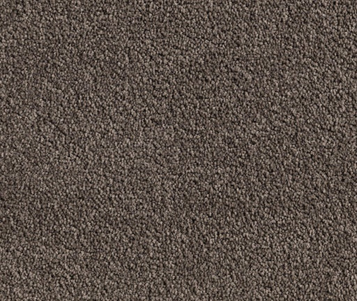 Cedar Summit Nylon Carpet (CQ1) - National Floors