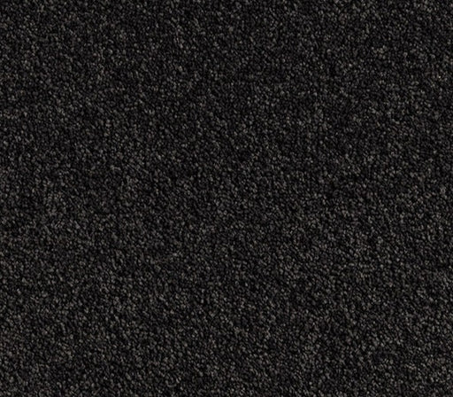 Greystone Glam Nylon Carpet (CQ67) - National Floors